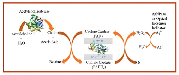 Silver-based plasmonic nanoparticles for biosensor organophosphate pesticides using a single film containing acetylcholinesterase/choline oxidase 