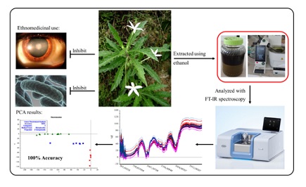 Impact of environmental and geographical position on the chemometric classification of ethanol extracts from Isotoma longiflora leaves 