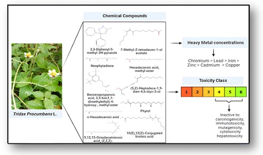 Ecotoxicological insight of phytochemicals, toxicological informatics, and heavy metal concentration in Tridax procumbens L. in geothermal areas 