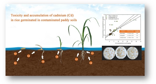 Factors affecting cadmium toxicity to rice germinated in soils collected from downstream areas of abandoned zinc mines 