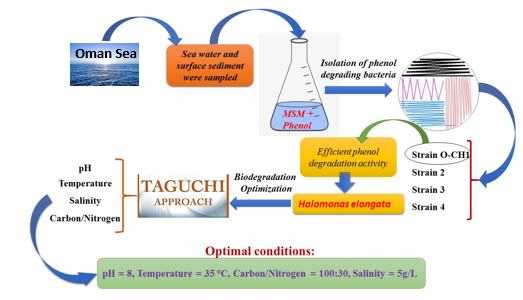 Phenol biodegradation by bacterial strain O-CH1 isolated from seashore 