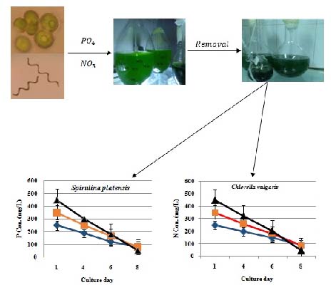 Removal of nitrate and phosphate from aqueous solutions by microalgae: An experimental study 