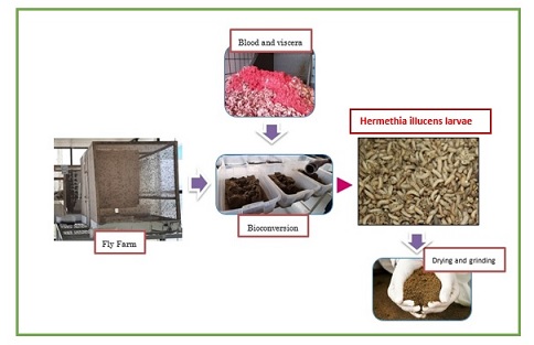 Bioprocessing of organic wastes from poultry and bovine slaughterhouses as food substrate for Hermetia illucens larval development 