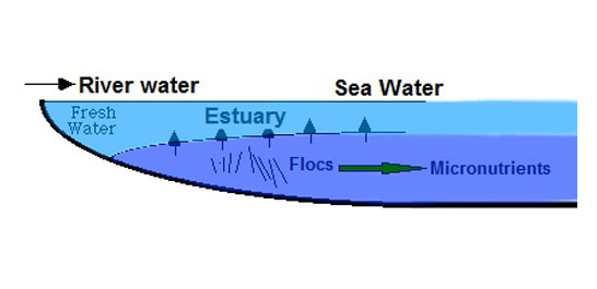 Role of estuarine natural processes in removal of trace metals under emergency situations 