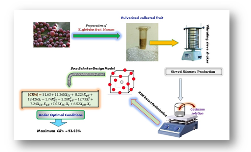 Efficient biosorption of cadmium by Eucalyptus globulus fruit biomass using process parameters optimization 
